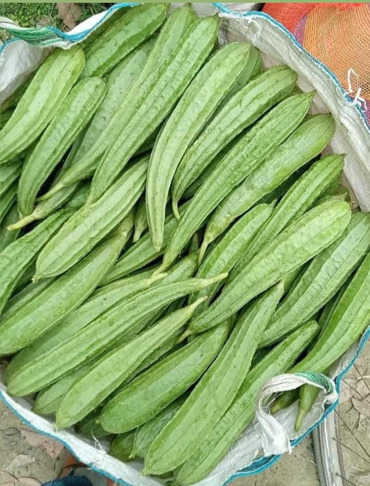 Ridge Gourd