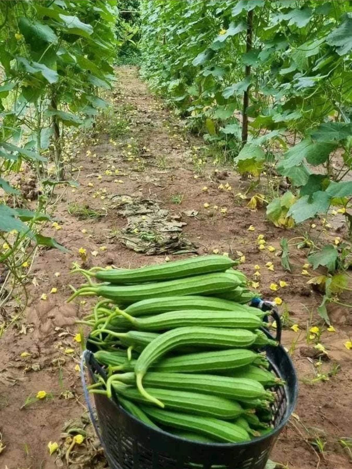 Ridge Gourd