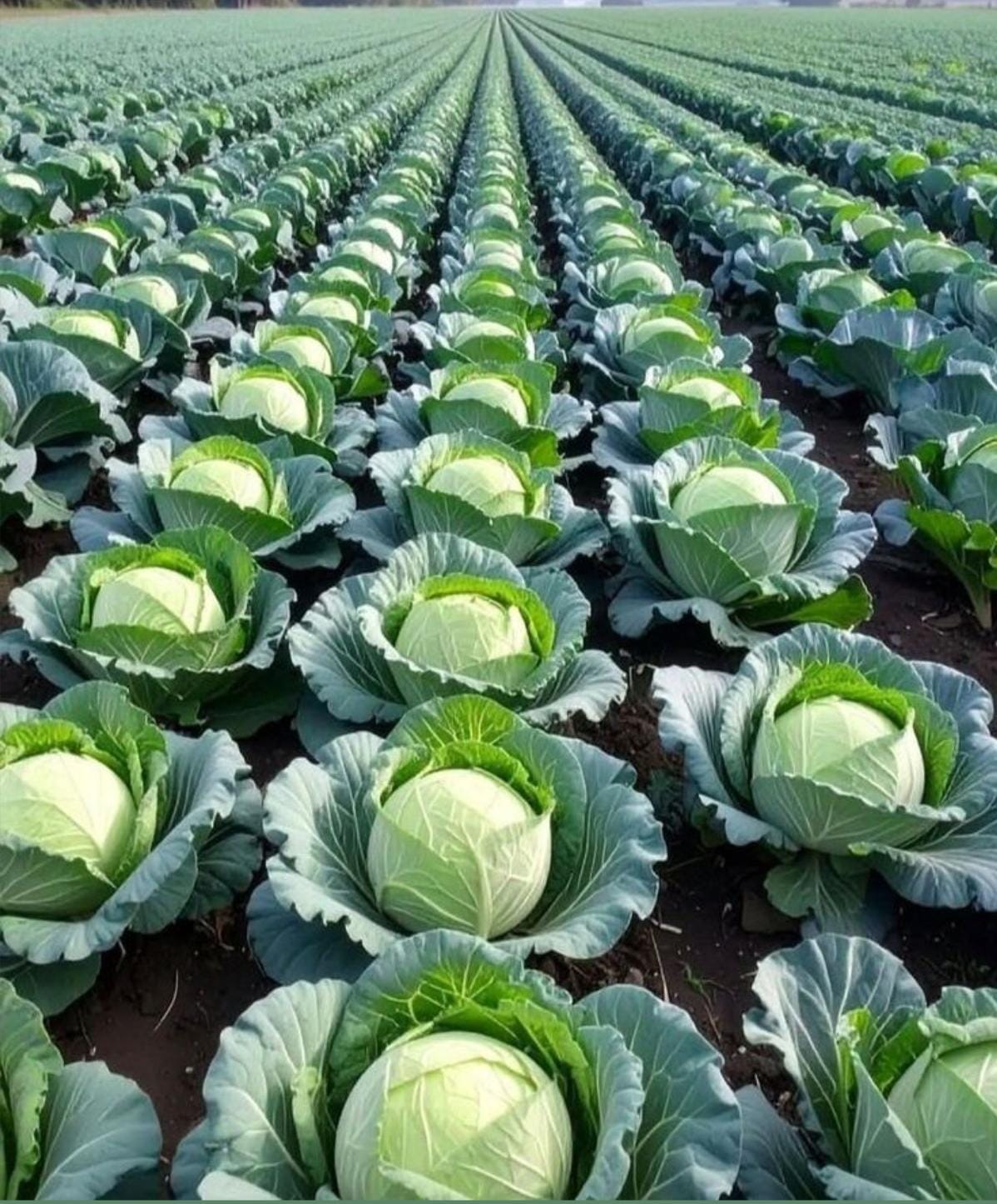 Cabbage